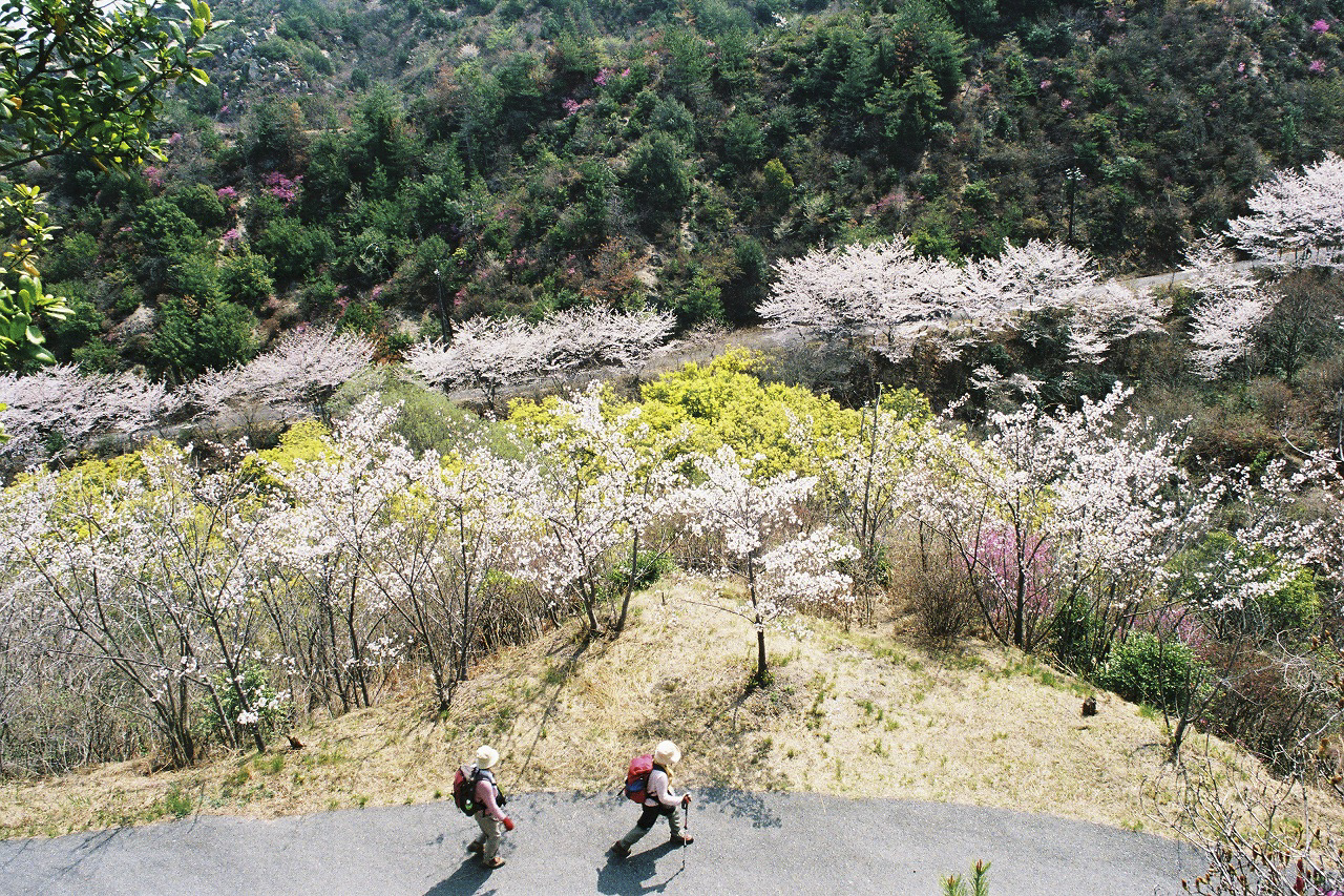 積善山コース（岩城島）